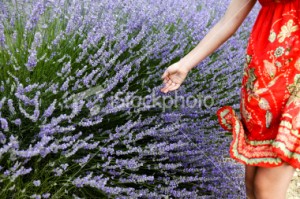 stock-photo-13577411-lavender-and-child